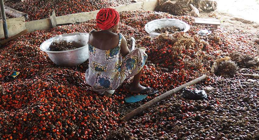 Why democracy hasn’t resolved policy failures in Ghana’s oil palm sector